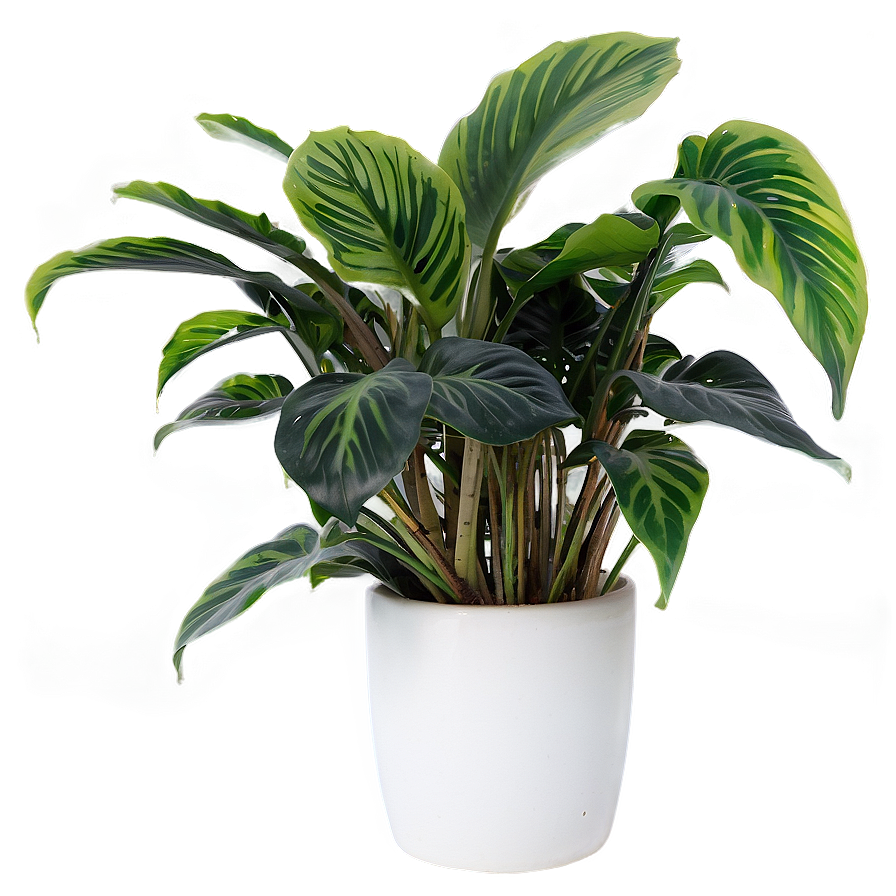 Indoor Plants Png Lrv57 PNG Image