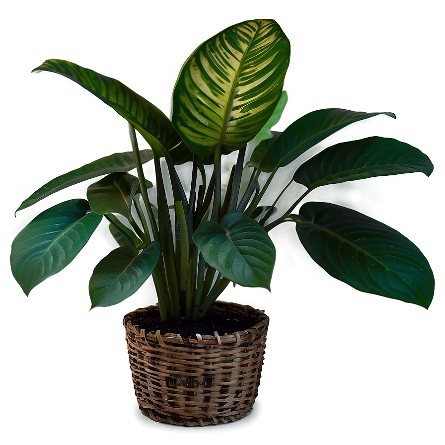 Indoor Plants With Big Leaves Png 40 PNG Image