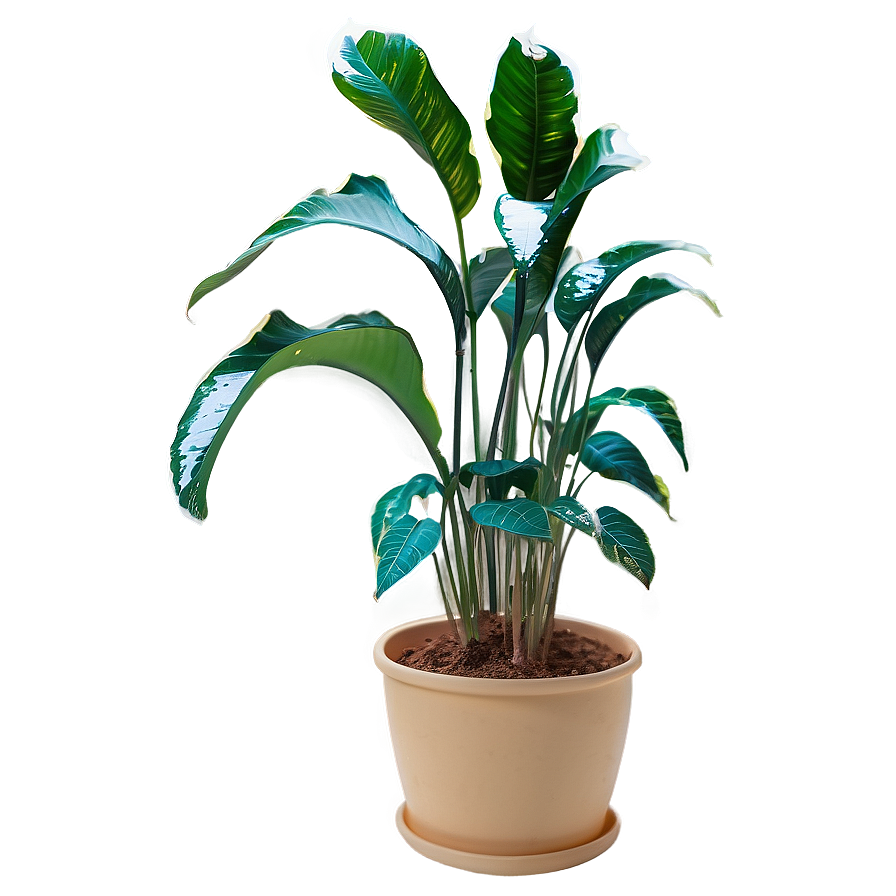 Indoor Winter Plants Png 34 PNG Image