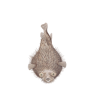 Inflated Pufferfish Black Background PNG Image