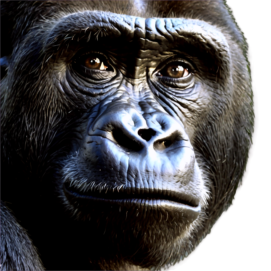 Inquisitive Gorilla Face Png 05212024 PNG Image