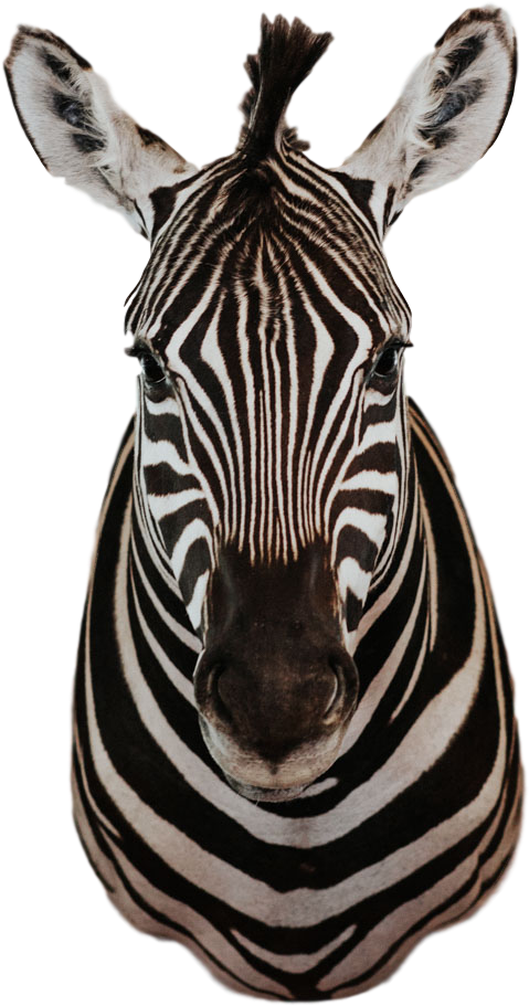 Intense Gaze Zebra Portrait PNG Image