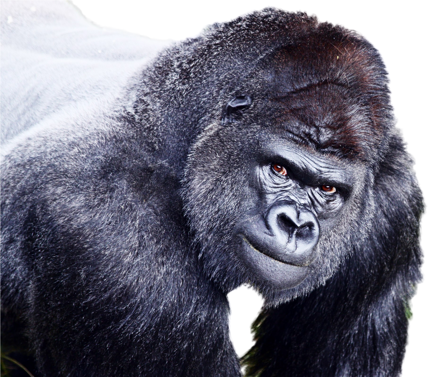 Intense Gorilla Portrait PNG Image