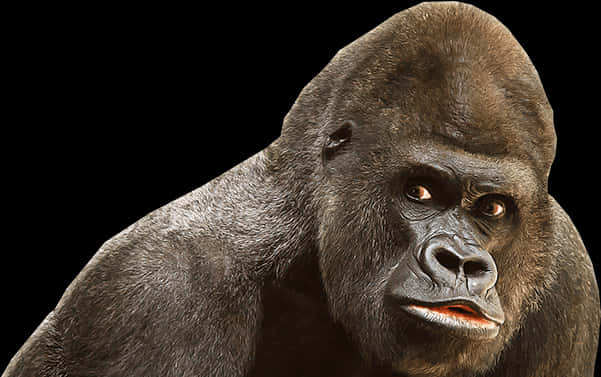 Intense Gorilla Portrait PNG Image