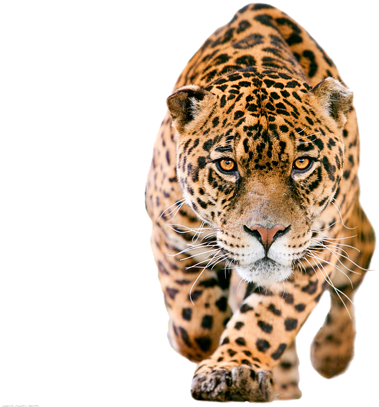 Intense Jaguar Stalking Prey PNG Image