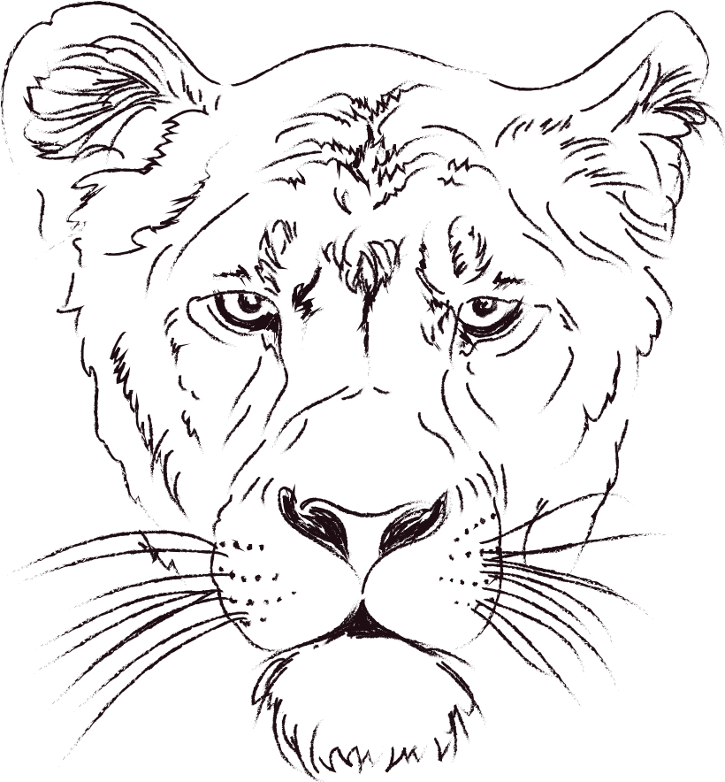 Intense Lioness Sketch PNG Image