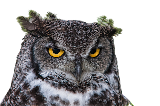 Intense Yellow Eyed Owl PNG Image