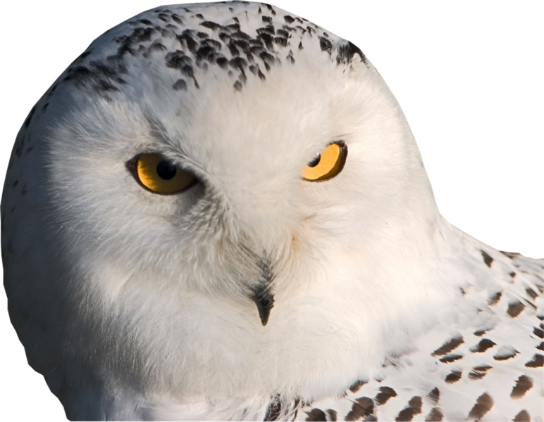 Intense Yellow Eyed Owl PNG Image