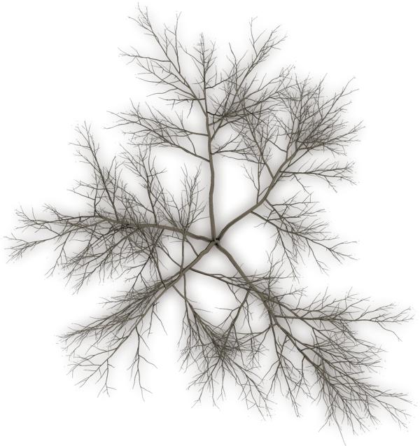 Intricate Leaf Silhouette PNG Image