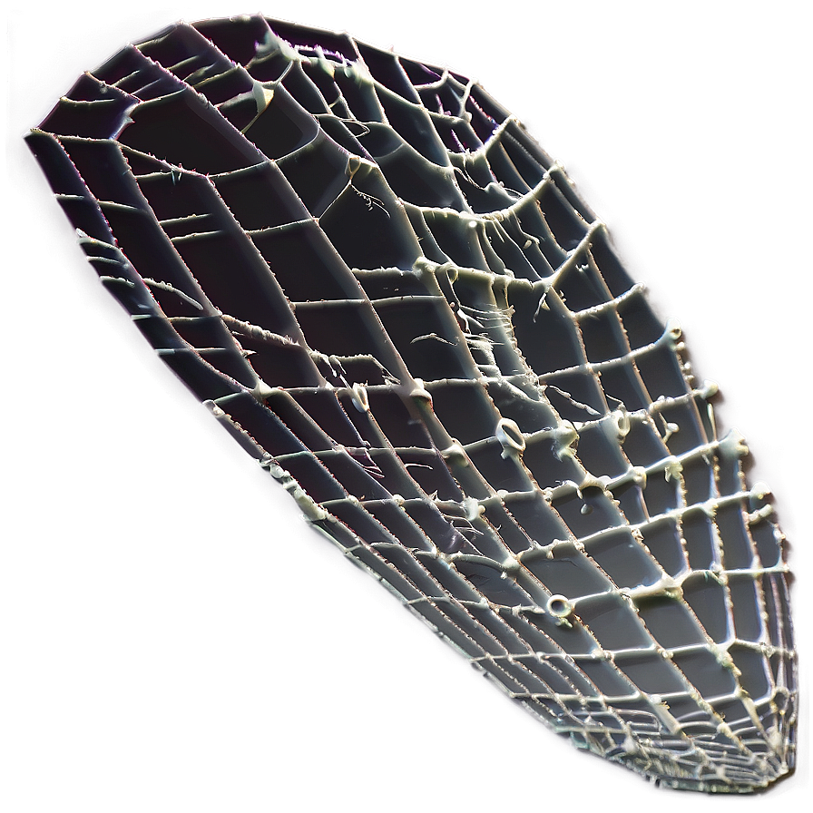 Intricate Spider Webon Leaf PNG Image