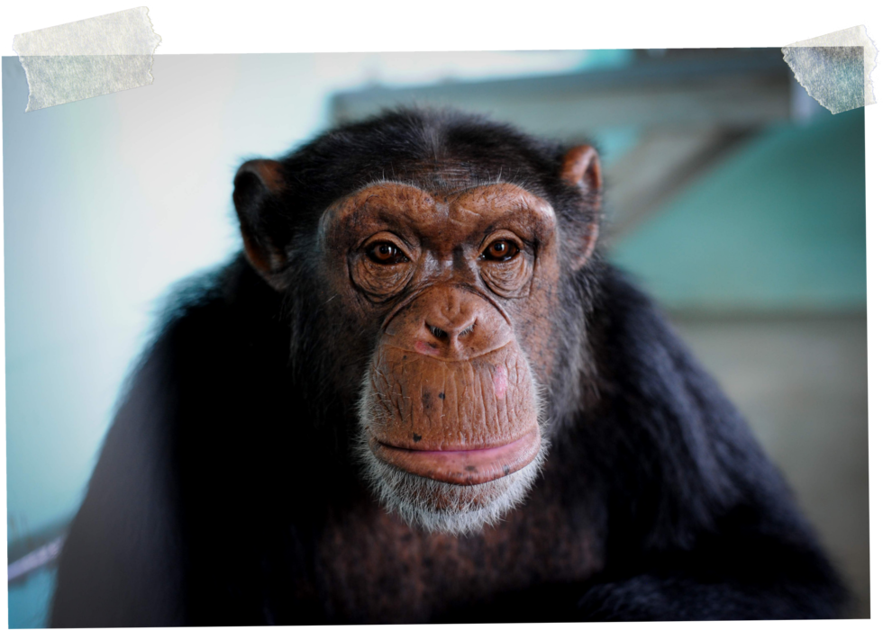 Introspective Chimpanzee Portrait PNG Image