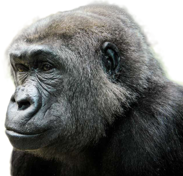 Introspective Gorilla Portrait PNG Image