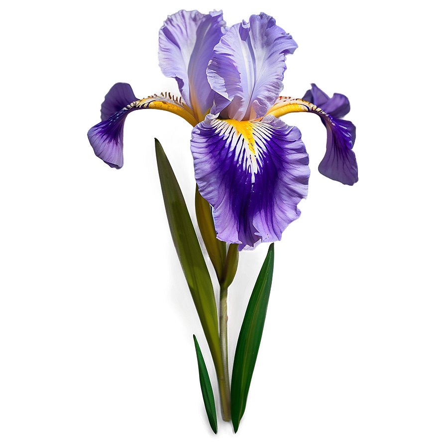 Iris Flower Decal Design Png 06272024 PNG Image