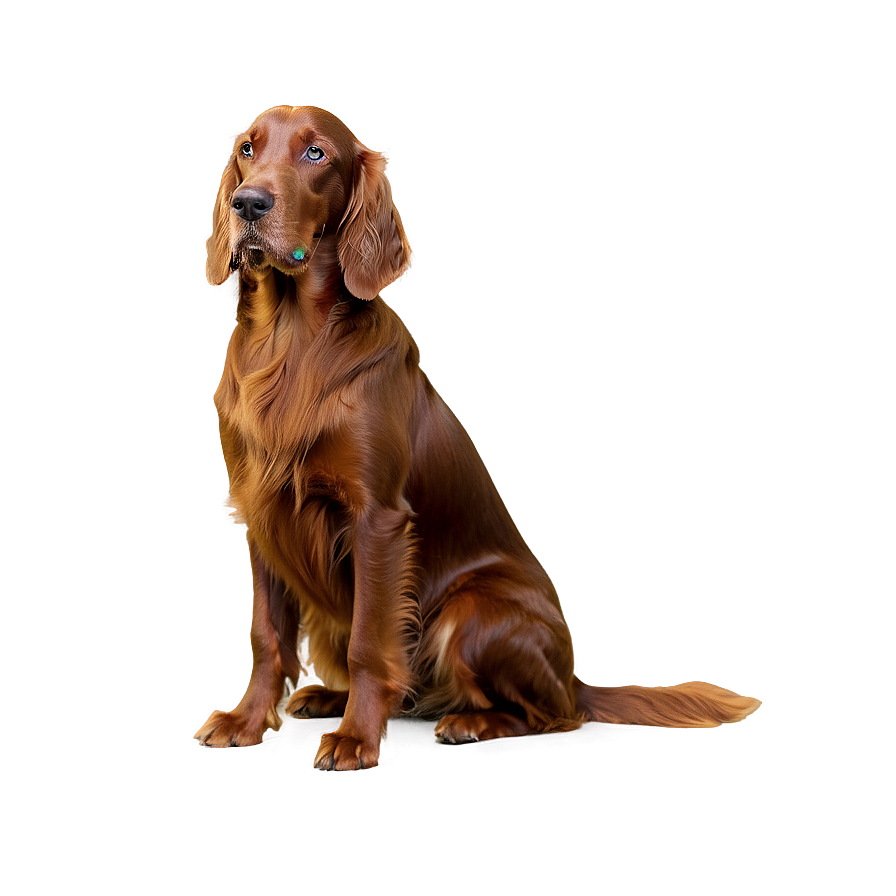 Irish Setter Dog Png Xcb67 PNG Image