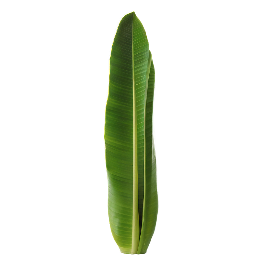 Isolated Banana Leaf Png 8 PNG Image