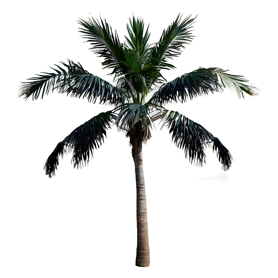 Isolated Black Palm Tree Png Bdc32 PNG Image