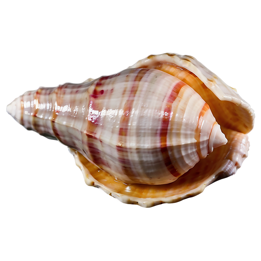 Isolated Conch Shell Image Png 06132024 PNG Image