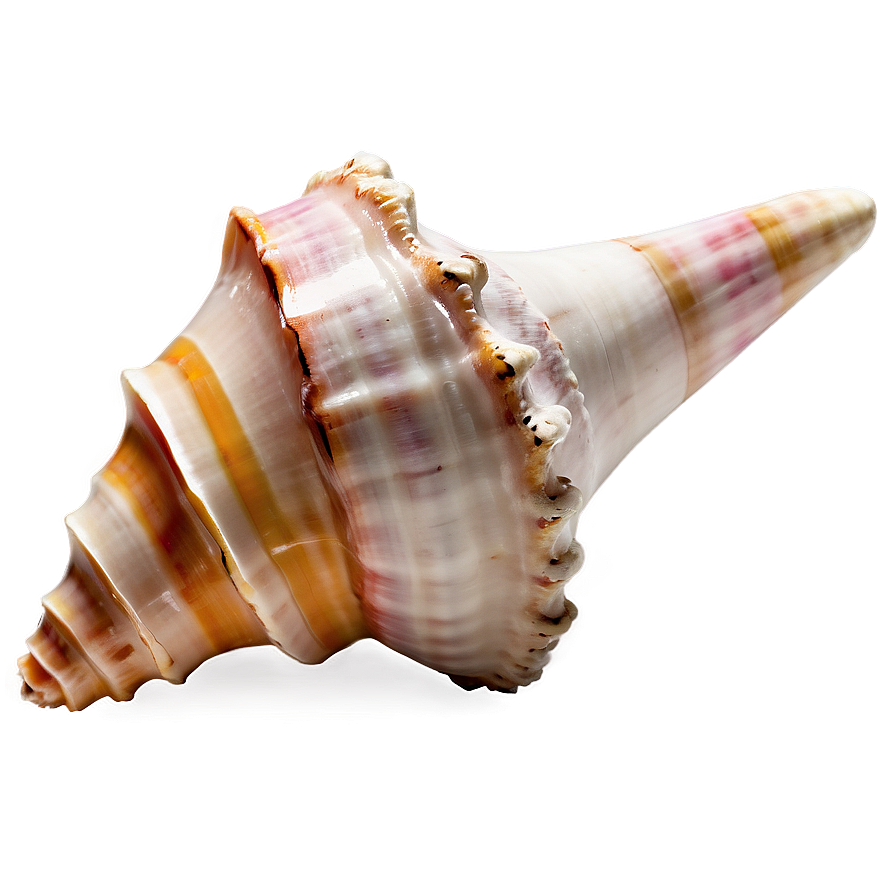 Isolated Conch Shell Image Png 87 PNG Image