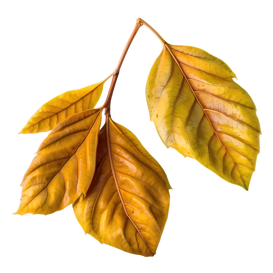 Isolated Fall Leaf Png 05252024 PNG Image