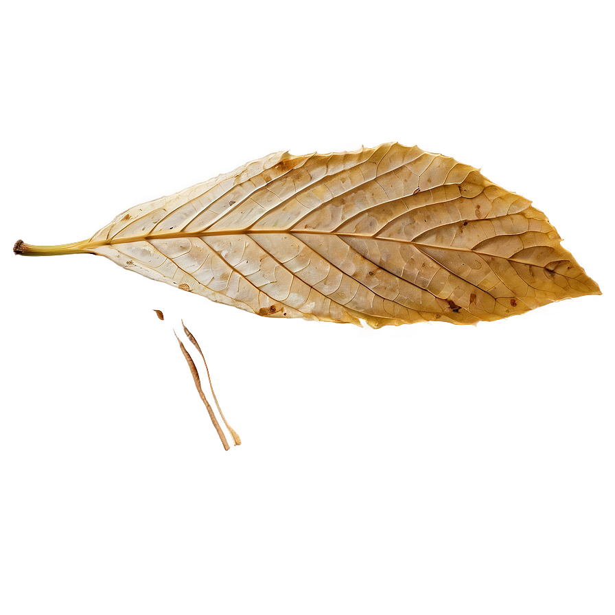 Isolated Fallen Leaf Png Jqw58 PNG Image