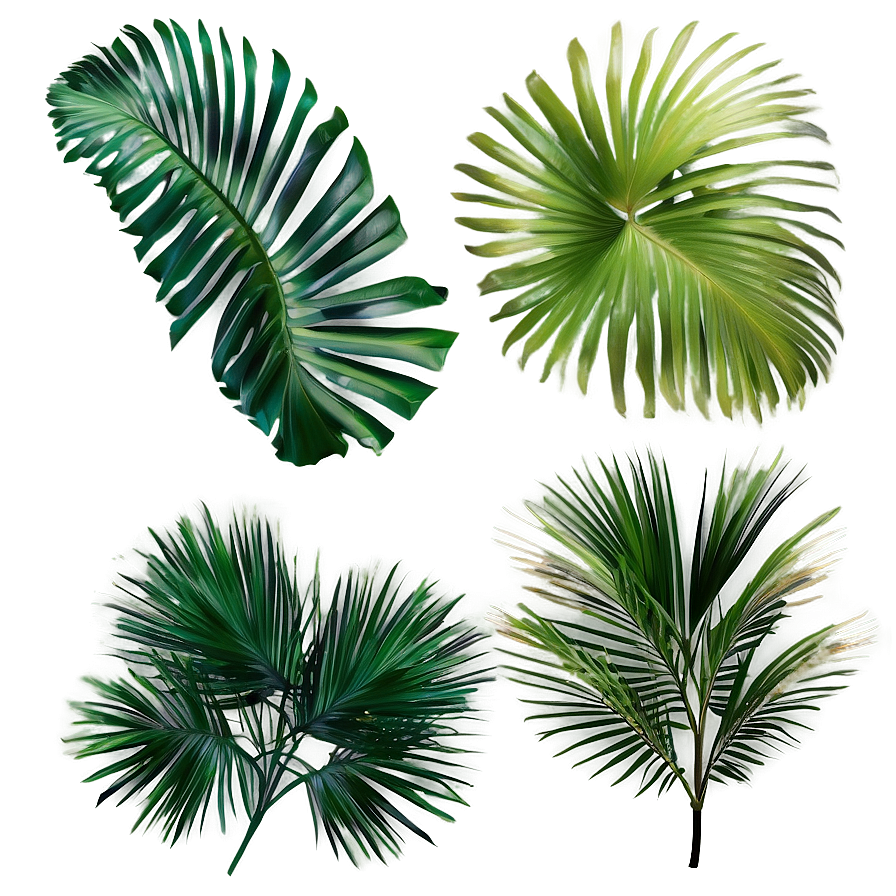 Isolated Palm Leaves Png Nxj63 PNG Image