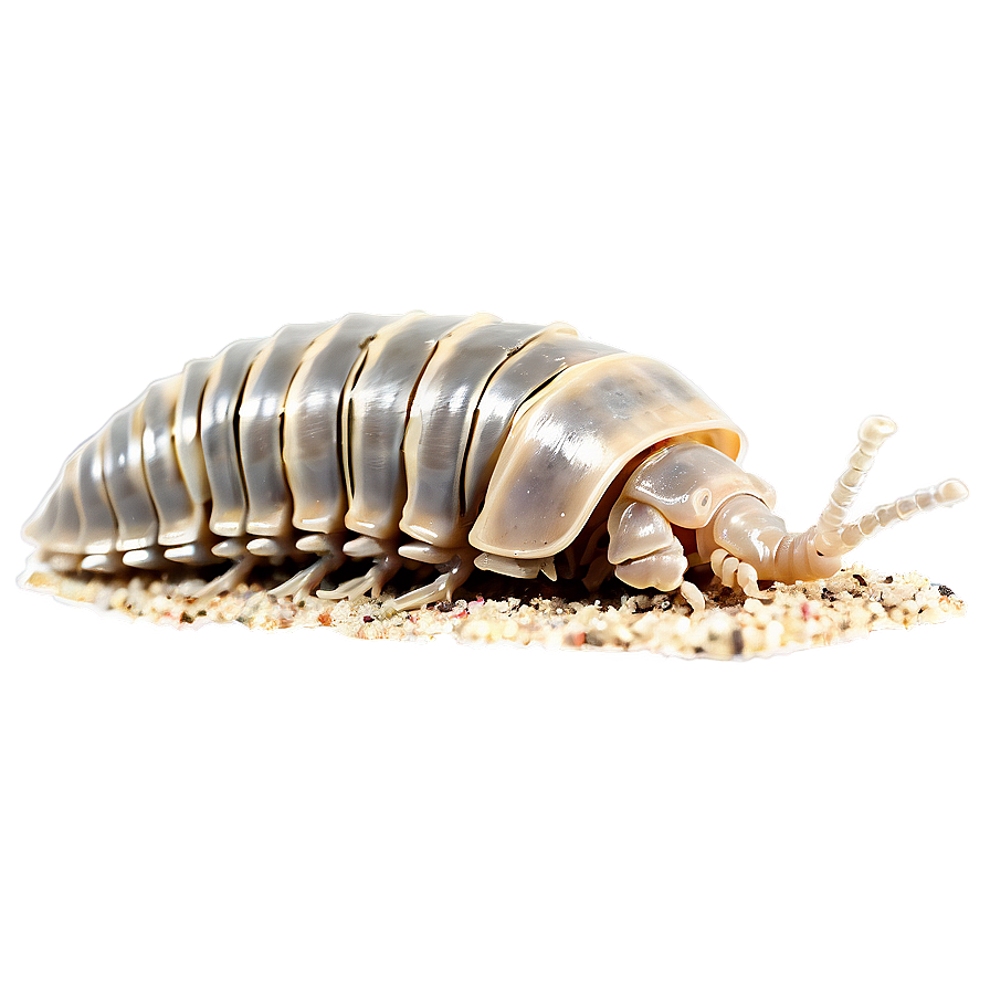 Isopod On Land Png 06292024 PNG Image