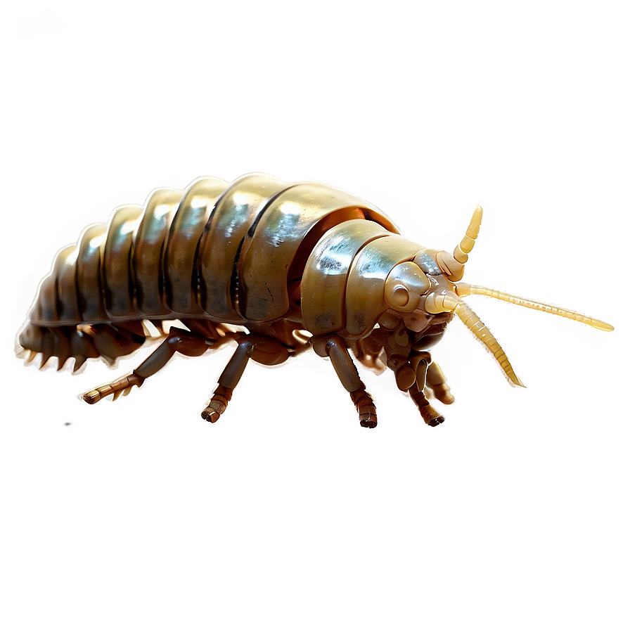 Isopod PNG Images - PNGImages.com