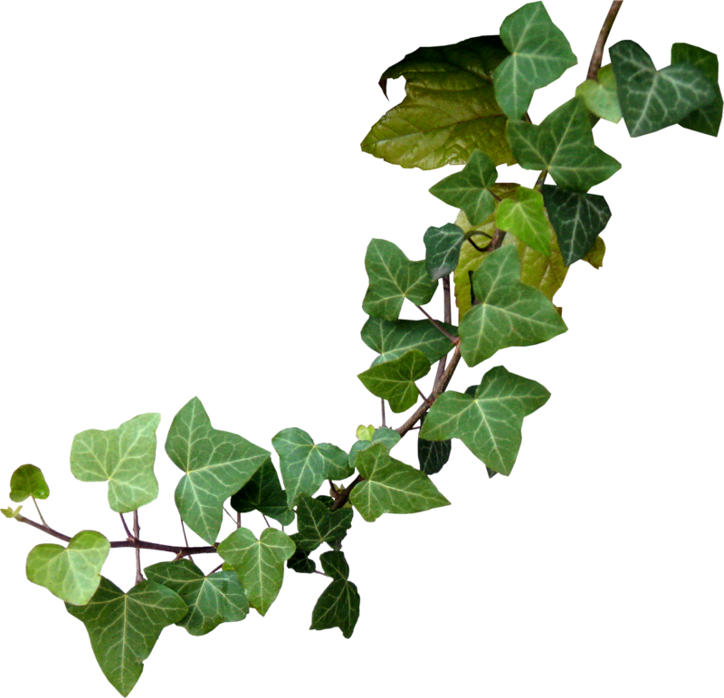 Ivy Branch Transparent Background PNG Image