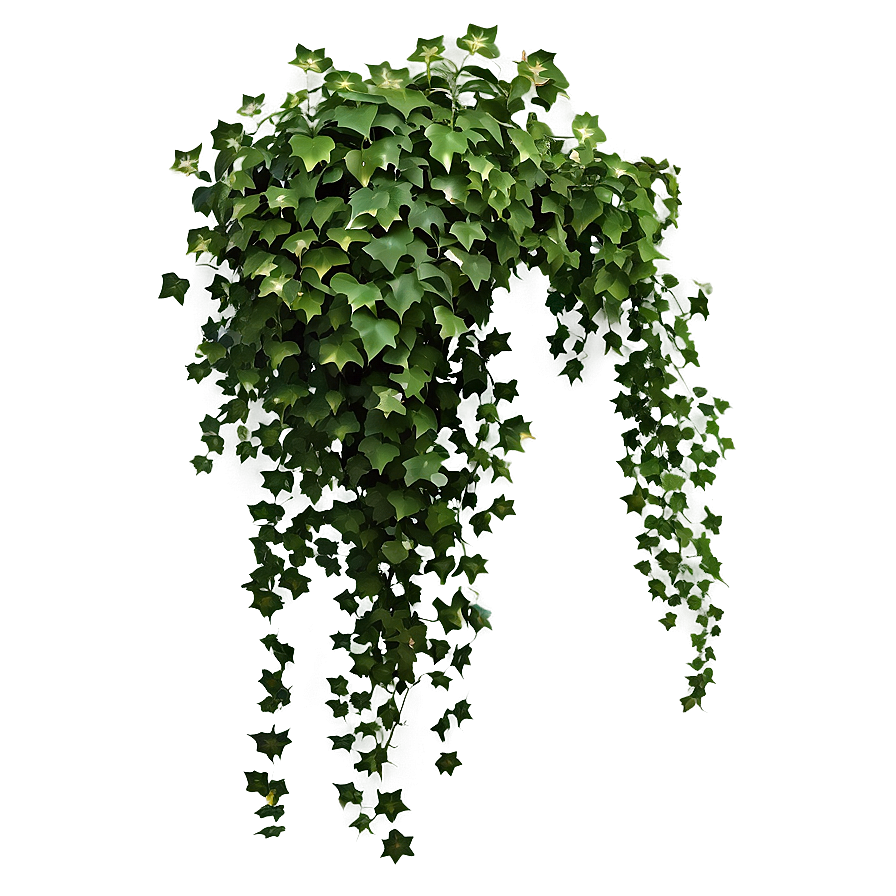 Ivy Hanging Plant Png 05252024 PNG Image