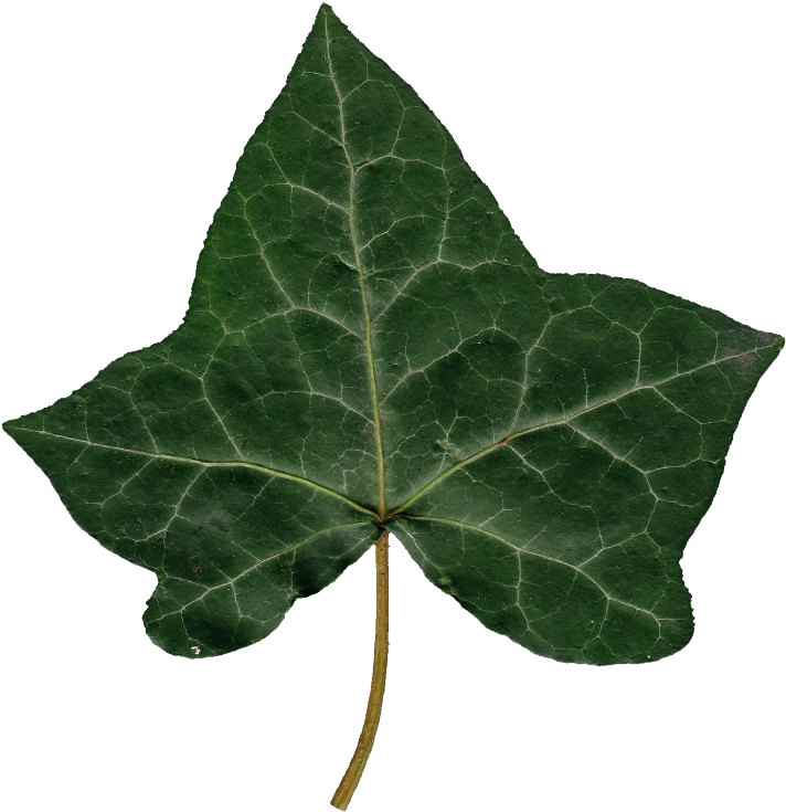 Ivy Leaf Single Isolated PNG Image