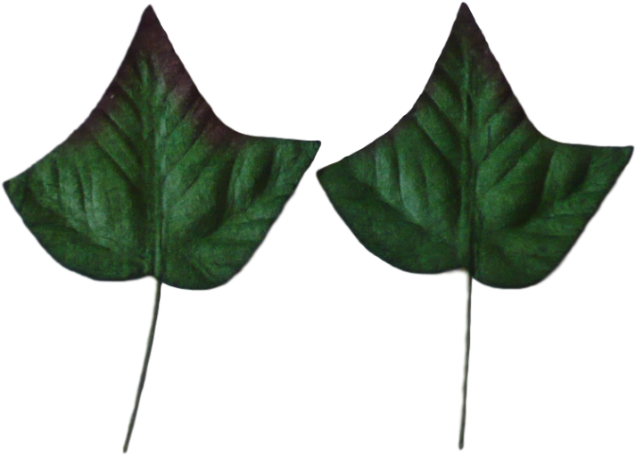 Ivy Leaves Twin Greenery PNG Image