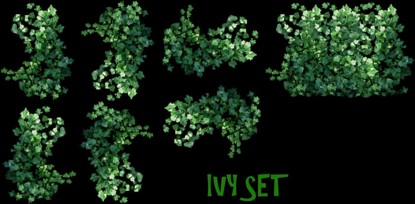 Ivy Set Collection Graphic PNG Image