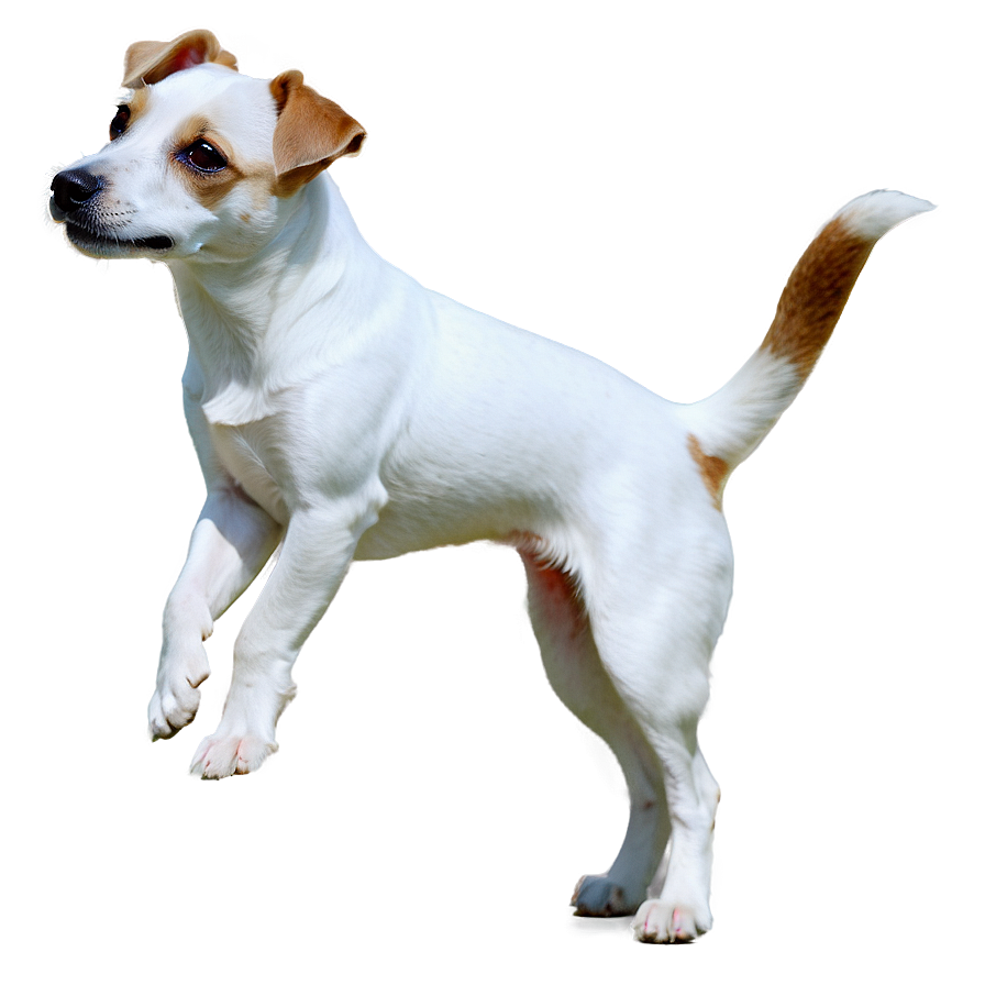 Jack Russell B PNG Image