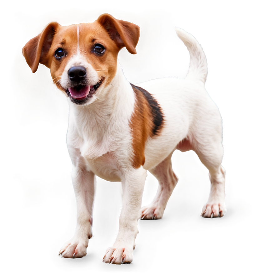 Jack Russell D PNG Image