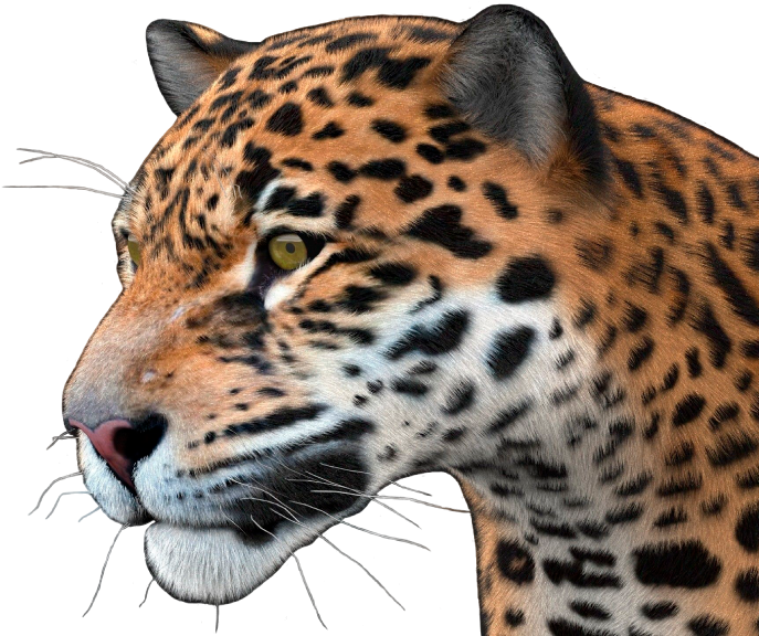 Jaguar Portrait Profile View PNG Image