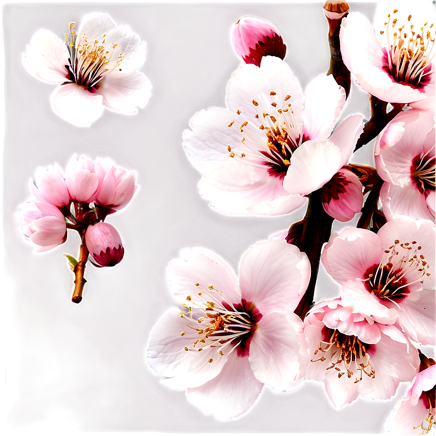 Japanese Cherry Blossom Png 49 PNG Image