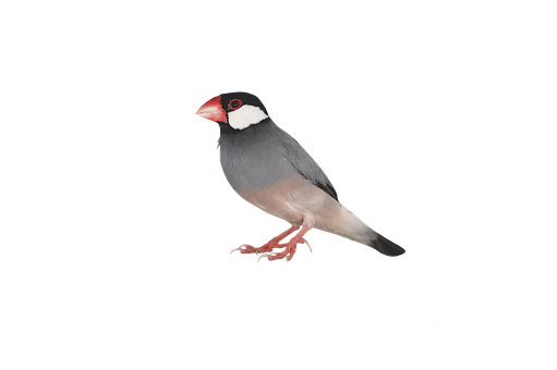 Java Sparrow Black Background PNG Image