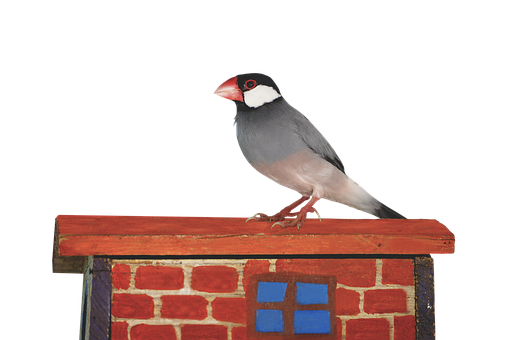 Java Sparrowon Birdhouse PNG Image