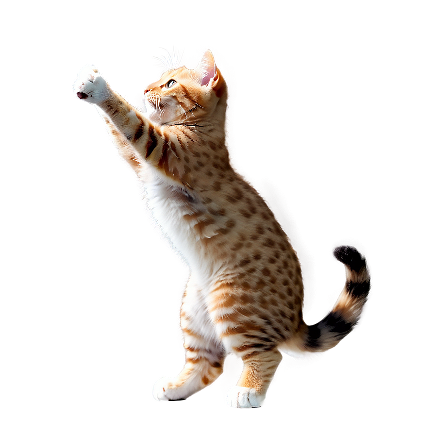 Joyful Kitty Png Jqd21 PNG Image