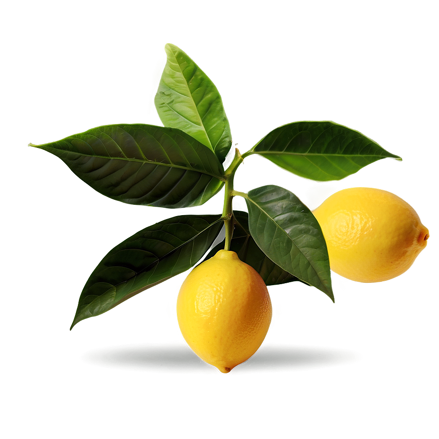 Juicy Lemons Png Qcb PNG Image