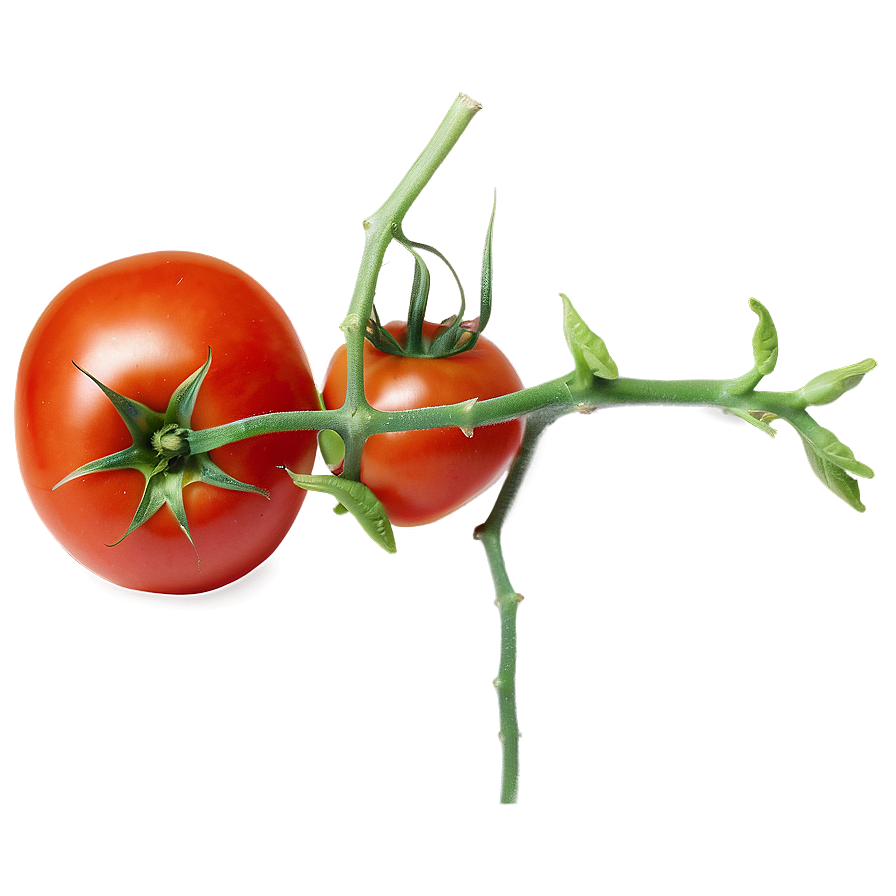 Juicy Tomato Png Upq36 PNG Image