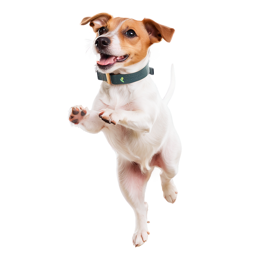 Jumping Jack Russell Terrier Png Lte PNG Image