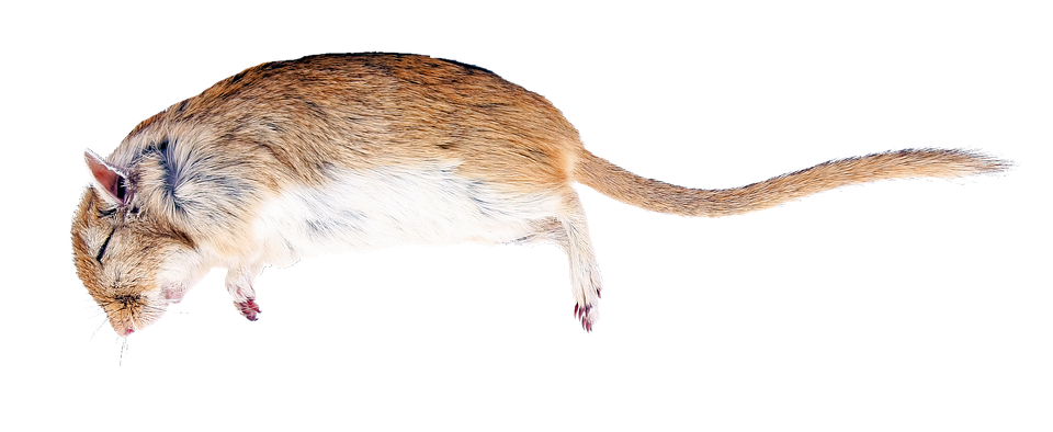 Jumping Rat Isolated Background PNG Image