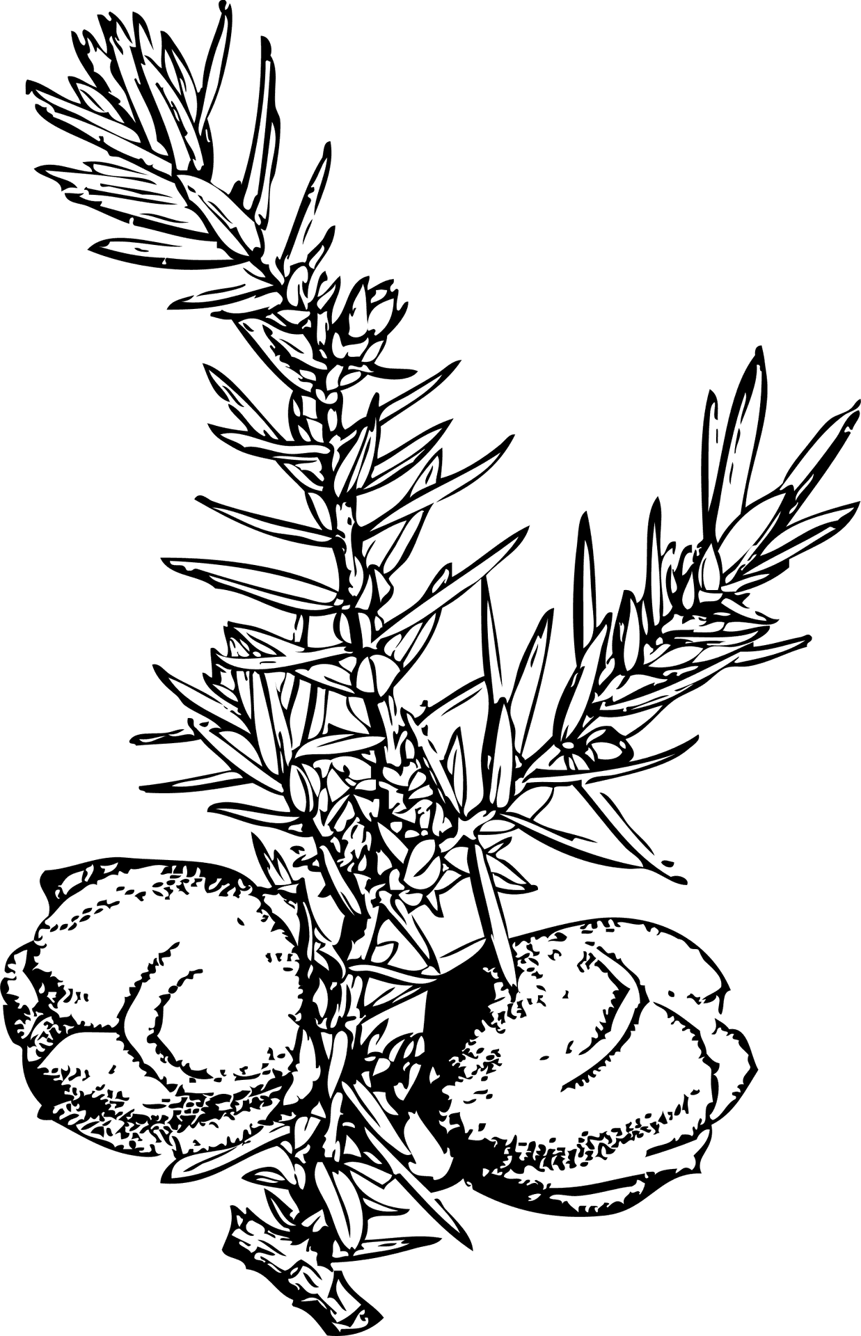 Juniperand Berries Line Art PNG Image