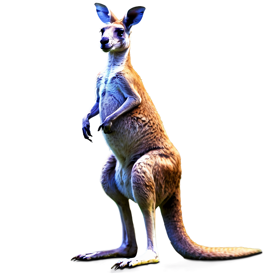 Kangaroo Standing Png 05212024 PNG Image