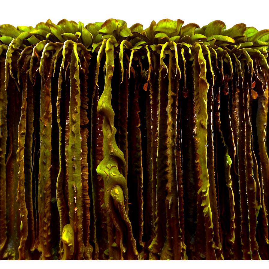 Kelp Forest Algae Png Jlk85 PNG Image