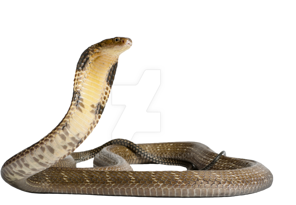 King Cobra Alert Pose PNG Image