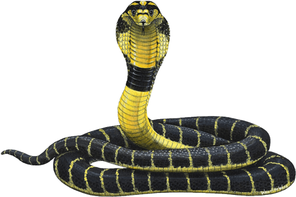 King Cobra Displaying Hood PNG Image