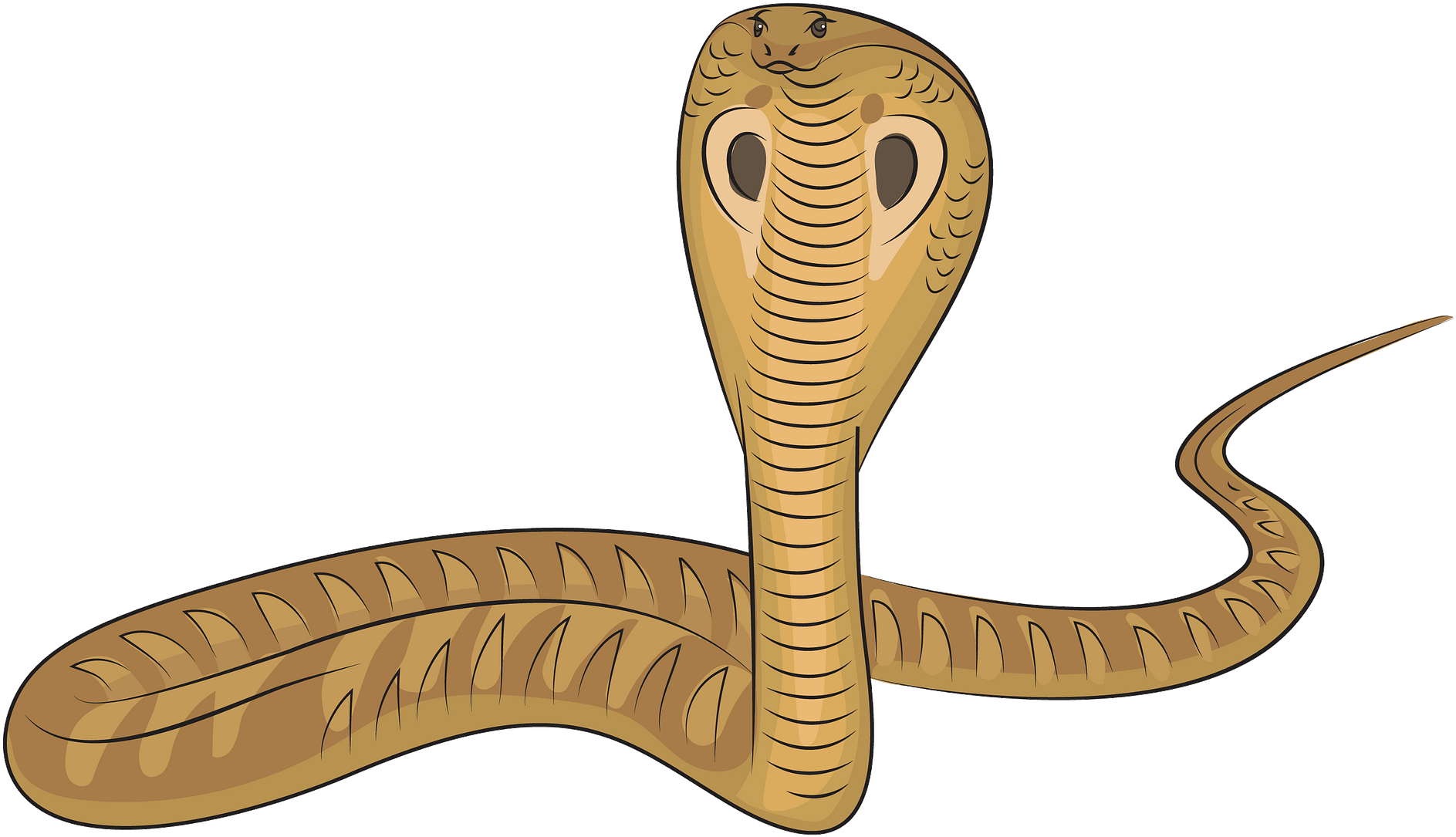 King Cobra Illustration PNG Image