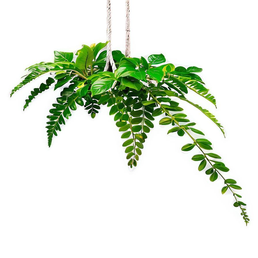 Kitchen Hanging Plant Png Bjm PNG Image